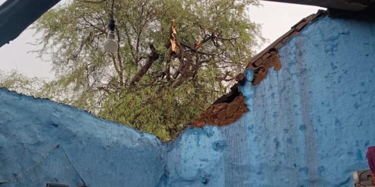 टिकेकर वाडीत वादळी वाऱ्यासह पाऊस, घरांवरील पत्रे उडाले; विद्युत तारा , झाडं उन्मळली