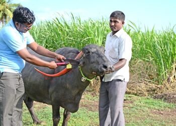 पशुधनाचे ईअर टॅगिंग १ जूनपासून बंधनकारक