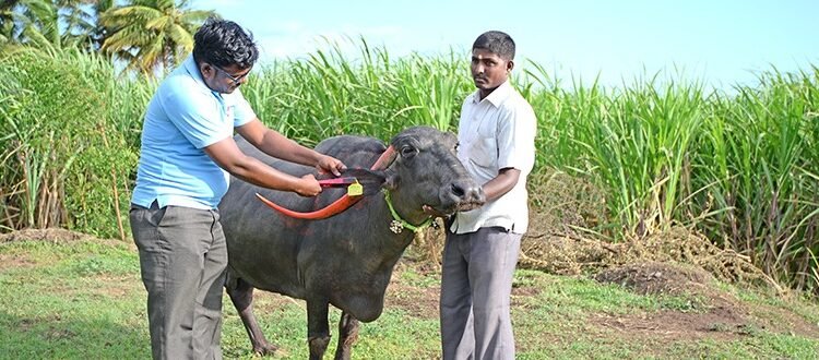 पशुधनाचे ईअर टॅगिंग १ जूनपासून बंधनकारक
