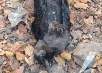 ब्रेकिंग | बाळे भागात आढळले मृत कावळे ; बर्ड फ्लूची शक्यता..!