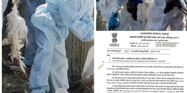 ब्रेकिंग | सोलापुरात ‘बर्ड फ्लू’ची लागण ; शहरातील या भागात अलर्ट झोन..!