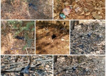 ब्रेकिंग | रेल्वे स्टेशन परिसरावर बर्ड फ्लूचे सावट..! प्रशासन सतर्क..!